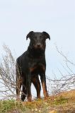 BEAUCERON 362